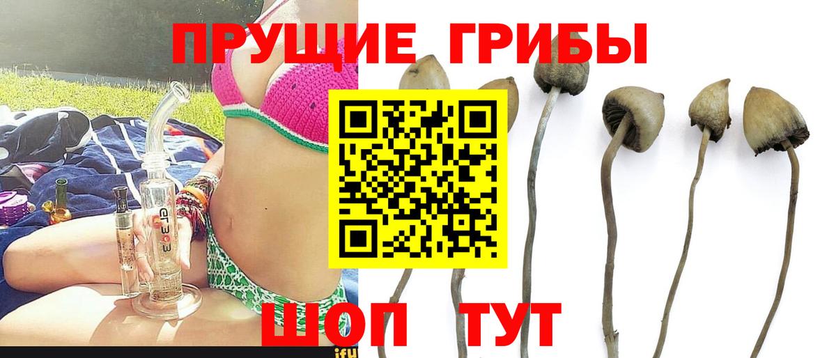 Псилоцибиновые грибы Psilocybe  купить   Галлюциногенные грибы Cubensis  Татарск  Вход с VPN 